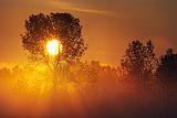 Tree In Misty Sunrise_14131